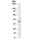 Western blot testing of mouse kidney lysate with Sorbitol Dehydrogenase antibody at 0.1ug/ml. Predicted/observed molecular weight: ~38kDa.