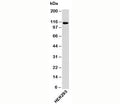 Western blot testing of human samples with Importin-9 antibody at 0.25ug/ml.