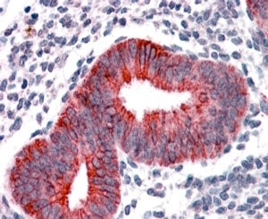 IHC testing of FFPE human uterus with VPS29 antibody at 4ug/ml. HIER: steamed with pH6 citrate buffer, AP-staining.