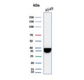 Western blot testing of human A549 cell lysate with recombinant Annexin A1 antibody. Predicted molecular weight ~38 kDa.