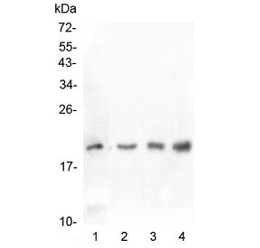 Western blot testing of 1) human U-87 MG, 2) rat testis, 3) mouse testis and 4) mouse SP20 lysate with IL10 antibody at 0.5ug/ml. Predicted molecular wieght ~20 kDa.