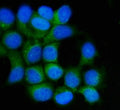 Immunofluorescent staining of FFPE human MCF-7 cells with Hsp90 beta antibody (green) and DAPI nuclear stain (blue). HIER: steam section in pH6 citrate buffer for 20 min.