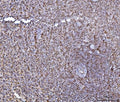 IHC staining of FFPE human spleen tissue with HES5 antibody. HIER: boil tissue sections in pH8 EDTA for 20 min and allow to cool before testing.