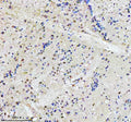 IHC staining of FFPE zebrafish brain tissue with Adrm1 antibody. HIER: boil tissue sections in pH8 EDTA for 20 min and allow to cool before testing.