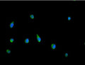 Immunofluorescent staining of FFPE human HeLa cells with Peroxiredoxin 5 antibody (green) and DAPI nuclear stain (blue). HIER: steam section in pH6 citrate buffer for 20 min.