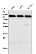 All lanes use the UBA7 antibody at 1:2000 dilution for 1 hour at room temperature. Predicted molecular weight ~112 kDa.