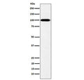 Western blot testing of human K562 cell lysate with Myosin XIX antibody. Predicted molecular weight ~109 kDa.