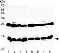 Western blot testing of 1) mouse thymus, 2) mouse kidney, 3) mouse testis, 4) mouse ovary, 5) rat heart, 6) rat skeletal muscle, 7) rat stomach and 8) rat testis tissue lysate with Galectin 1 antibody at 0.5ug/ml. Predicted molecular weight: ~15 kDa.