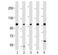 Western blot testing of human 1) COLO 205, 2) brain, 3) HeLa, 4) MCF7 and 5) SH-SY5Y lysate with KCNH1 antibody at 1:2000. Predicted molecular weight ~111 kDa (may be observed larger than predicted due to glycosylation).