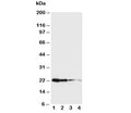 Western blot testing of Growth Hormone antibody and Lane 1: Recombinant mouse GH protein 10ng; 2: 5ng; 3: 2.5ng; 4: 1.25ng