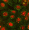 Immunofluorescent staining of OTUD5 using anti-OTUD5 antibody (red) and anti-Beta Tubulin antibody (green). OTUD5 was detected in immunocytochemical section of cell. Enzyme antigen retrieval was performed using IHC enzyme antigen retrieval reagent for 15 mins. The cells were blocked with 10% goat serum. And then incubated with 5 ug/ml rabbit anti-OTUD5 antibody and mouse anti-Beta Tubulin antibody overnight at 4oC.