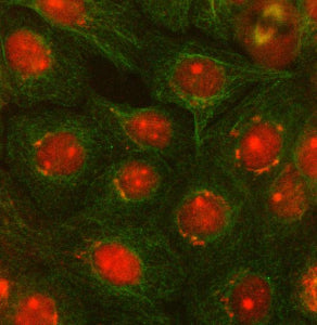 Immunofluorescent staining of OTUD5 using anti-OTUD5 antibody (red) and anti-Beta Tubulin antibody (green). OTUD5 was detected in immunocytochemical section of cell. Enzyme antigen retrieval was performed using IHC enzyme antigen retrieval reagent for 15 mins. The cells were blocked with 10% goat serum. And then incubated with 5 ug/ml rabbit anti-OTUD5 antibody and mouse anti-Beta Tubulin antibody overnight at 4oC.