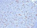 IHC staining of FFPE human tonsil with PDCD1 antibody (clone PDCD1/2720). HIER: boil tissue sections in pH9 10mM Tris with 1mM EDTA for 10-20 min and allow to cool before testing.