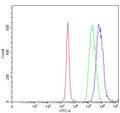 Flow cytometry testing of human Daudi cells with UBE2O antibody at 1ug/million cells (blocked with goat sera); Red=cells alone, Green=isotype control, Blue= UBE2O antibody.