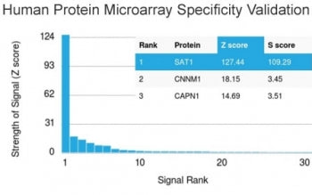 Analysis of HuProt(TM) microarray containing more than 19,000 full-length human proteins using BRCA-1 antibody (clone BRCA1/2973). These results demonstrate the foremost specificity of the BRCA1/2973 mAb. Z- and S- Score: The Z-score represents the strength of a signal that a monoclonal antibody (clone MAb) (in combination with a fluorescently-tagged anti-IgG secondary antibody) produces when binding to a particular protein on the HuProt(TM) array.