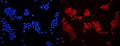 Immunofluorescent staining of FFPE human A431 cells with DDB1 antibody (red) and DAPI nuclear stain (blue). HIER: steam section in pH6 citrate buffer for 20 min.