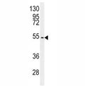 C7orf28A antibody western blot analysis in mouse NIH3T3 lysate