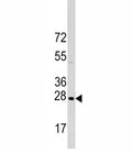 Western blot analysis of HSP27 antibody and HeLa lysate.