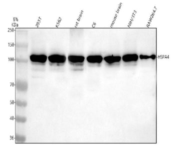 Western blot analysis of HSPA4 using anti-HSPA4 antibody. Lane 1: human 293T whole cell lysates, Lane 2: human K562 whole cell lysates, Lane 3: rat brain tissue lysates, Lane 4: rat C6 whole cell lysates, Lane 5: mouse brain tissue lysates, Lane 6: mouse NIH/3T3 whole cell lysates, Lane 7: mouse Raw264.7 whole cell lysates. After electrophoresis, proteins were transferred to a nitrocellulose membrane at 150 mA for 50-90 min. Blocked the membrane with 5% non-fat milk/TBS for 1.5 hour at RT.