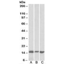 Western blot testing of mouse [A] and rat [B] pancreas lysates and NIH3T3 [C] lysate with Galectin 1 antibody at 0.1ug/ml. Predicted/observed molecular weight: ~15kDa.