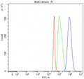 Flow cytometry testing of fixed and permeabilized human SH-SY5Y cells with PCDHA8 antibody at 1ug/million cells (blocked with goat sera); Red=cells alone, Green=isotype control, Blue= PCDHA8 antibody.