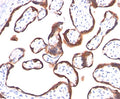 IHC testing of human placenta stained with hCG alpha antibody (HCGa/53). Note specific membrane staining.