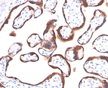 IHC testing of human placenta stained with hCG alpha antibody (HCGa/53). Note specific membrane staining.