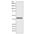 Western blot testing of human 293T cell lysate with AKT1S1 antibody. Expected molecular weight ~40 kDa.