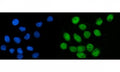 Immunofluorescent staining of FFPE human SiHa cells with CoREST antibody (green) and DAPI nuclear stain (blue). HIER: steam section in pH6 citrate buffer for 20 min.