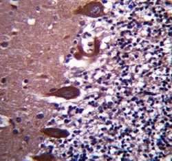 TLE6 antibody immunohistochemistry analysis in formalin fixed and paraffin embedded human cerebellum tissue.