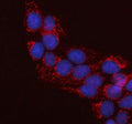Immunofluorescent staining of FFPE human U-2 OS cells with LRRC34 antibody (red) and DAPI nuclear stain (blue). HIER: steam section in pH6 citrate buffer for 20 min.