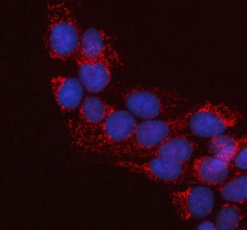Immunofluorescent staining of FFPE human U-2 OS cells with LRRC34 antibody (red) and DAPI nuclear stain (blue). HIER: steam section in pH6 citrate buffer for 20 min.