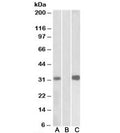 Western blot of HEK293 lysate overexpressing human KCNIP3-MYC probed with CSEN antibody [1ug/ml] in Lane A and anti-MYC [1/1000] in lane C. Mock-transfected HEK293 probed with CSEN antibody [1ug/ml] in Lane B. Predicted molecular weight: ~29kDa.