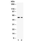 Western blot testing of 1) rat brain and 2) human K562 lysate with SLC2A5 antibody. Expected/observed molecular weight ~55 kDa.