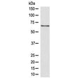Western blot testing of human Jurkat lysate with CDC45 antibody at 0.5ug/ml. Predicted molecular weight ~66 kDa.