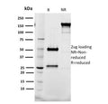 SDS-PAGE analysis of purified, BSA-free TAL1 antibody (clone BTL73) as confirmation of integrity and purity.