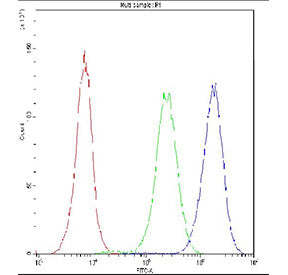 Flow cytometry testing of fixed and permeabilized human Jurkat cells with NFAT2 antibody at 1ug/10^6 cells (blocked with goat sera); Red=cells alone, Green=isotype control, Blue=NFAT2 antibody.