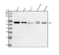 Western blot analysis of LRRC1 using anti-LRRC1 antibody. Lane 1: human Caco-2 whole cell lysates, Lane 2: human whole cell lysates, Lane 3: rat PC-12 whole cell lysates, Lane 4: mouse testis tissue lysates, Lane 5: mouse NIH/3T3 whole cell lysates. After electrophoresis, proteins were transferred to a nitrocellulose membrane at 150 mA for 50-90 min. Blocked the membrane with 5% non-fat milk/TBS for 1.5 hour at RT.