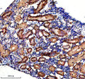 IHC staining of FFPE zebrafish kidney tissue with Zebrafish Dlst antibody, HRP secondary and DAB substrate. HIER: boil tissue sections in pH8 EDTA for 20 min and allow to cool before testing.