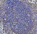 IHC testing of FFPE mouse spleen tissue with IL18 antibody at 2ug/ml. Required HIER: steam section in pH8 EDTA buffer for 20 min and allow to cool prior to staining.