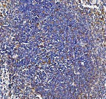 IHC testing of FFPE mouse spleen tissue with IL18 antibody at 2ug/ml. Required HIER: steam section in pH8 EDTA buffer for 20 min and allow to cool prior to staining.
