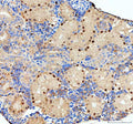 Immunohistochemical analysis of Nol10 protein using Zebrafish Nol10 antibody, HRP secondary and DAB substrate with paraffin-embedded zebrafish kidney tissue. HIER: boil tissue sections in pH8 EDTA for 20 min and allow to cool before testing.