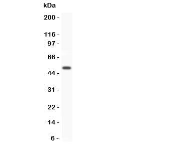Western blot testing of GFRA1 antibody and human placenta lysate. Predicted/observed size ~50KD