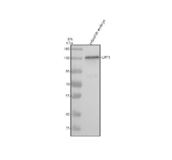 Western blot analysis of Upf1 protein using Upf1 antibody and zebrafish embryo tissue lysate. The predicted molecular weight of Upf1 is 124 kDa.