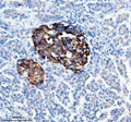 IHC analysis of TRIM58 using anti-TRIM58 antibody. TRIM58 was detected in a paraffin-embedded section of human pancreas tissue. Heat mediated antigen retrieval was performed in EDTA buffer (pH 8.0, epitope retrieval solution). The tissue section was blocked with 10% goat serum. The tissue section was then incubated with 2 ug/ml rabbit anti-TRIM58 antibody overnight at 4oC. Peroxidase Conjugated Goat Anti-rabbit IgG was used as secondary antibody and incubated for 30 min at 37oC.