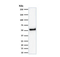 Western blot testing of human HeLa cell lysate with recombinant p53 antibody (clone rTP53/1739). Expetected molecular weight ~53 kDa.