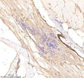 IHC staining of FFPE zebrafish spinal cord tissue with Rcc2 antibody, HRP-labeled secondary and DAB substrate. HIER: boil tissue sections in pH8 EDTA for 20 min and allow to cool before testing.