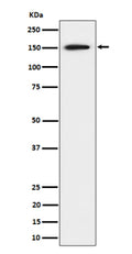 Western blot analysis of SAFB expression in human 293 cell lysate shows a strong band at ~150 kDa, higher than the predicted ~102 kDa, consistent with the phosphorylated and structurally disordered nature of the SAFB protein that causes slower migration on SDS-PAGE.
