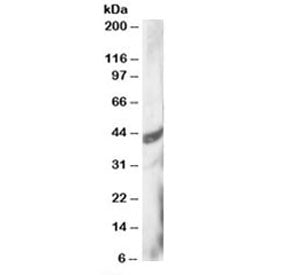 Western blot testing of HeLa lysate with DAP3 antibody at 3ug/ml. Predicted molecular weight: ~46/41/42 kDa (isoforms 1/2/3).