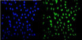 Immunofluorescent staining of FFPE human U-2 OS cells with HSF2 antibody (green) and DAPI nuclear stain (blue). HIER: steam section in pH6 citrate buffer for 20 min.